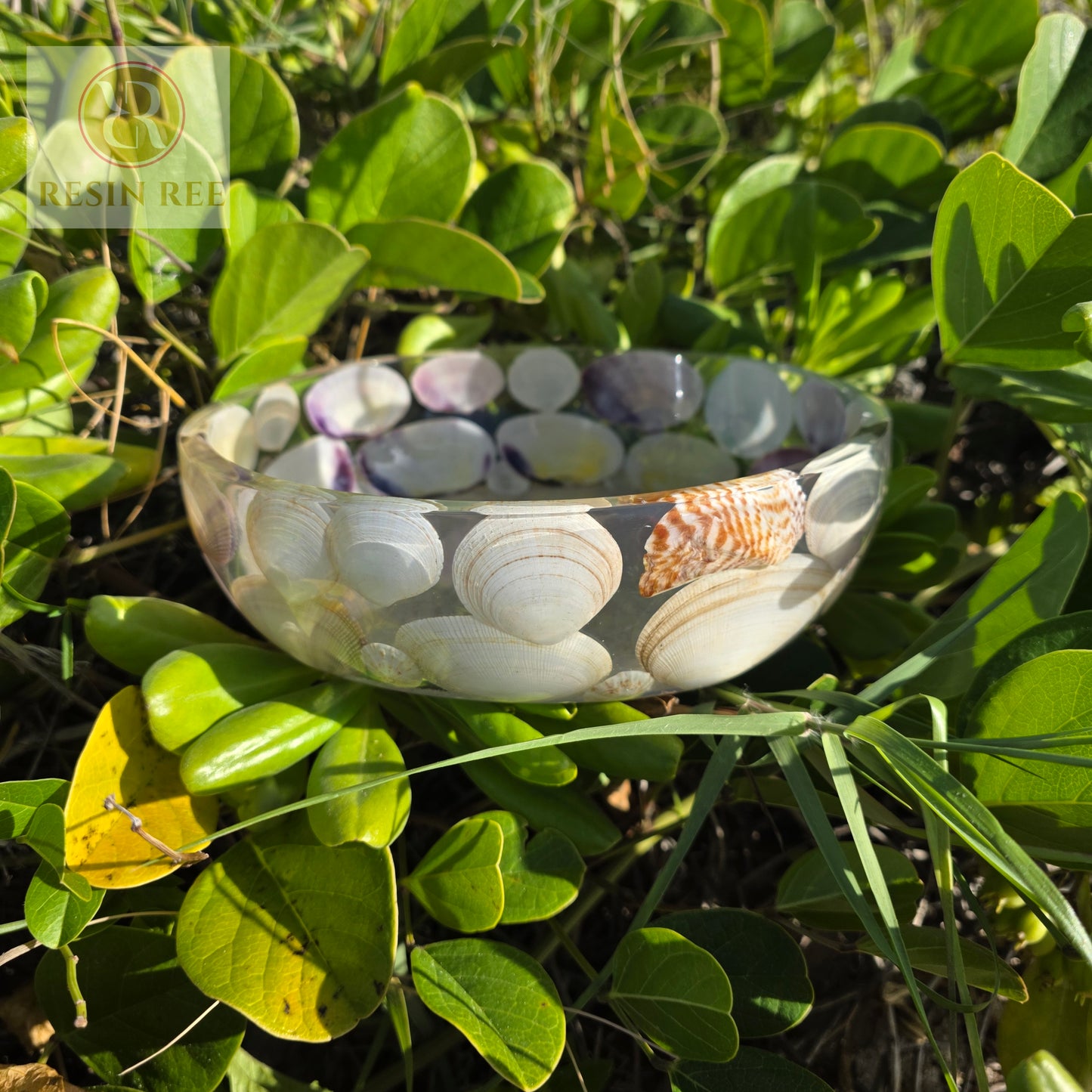🐚🐚Shell We Dance🐚🐚
