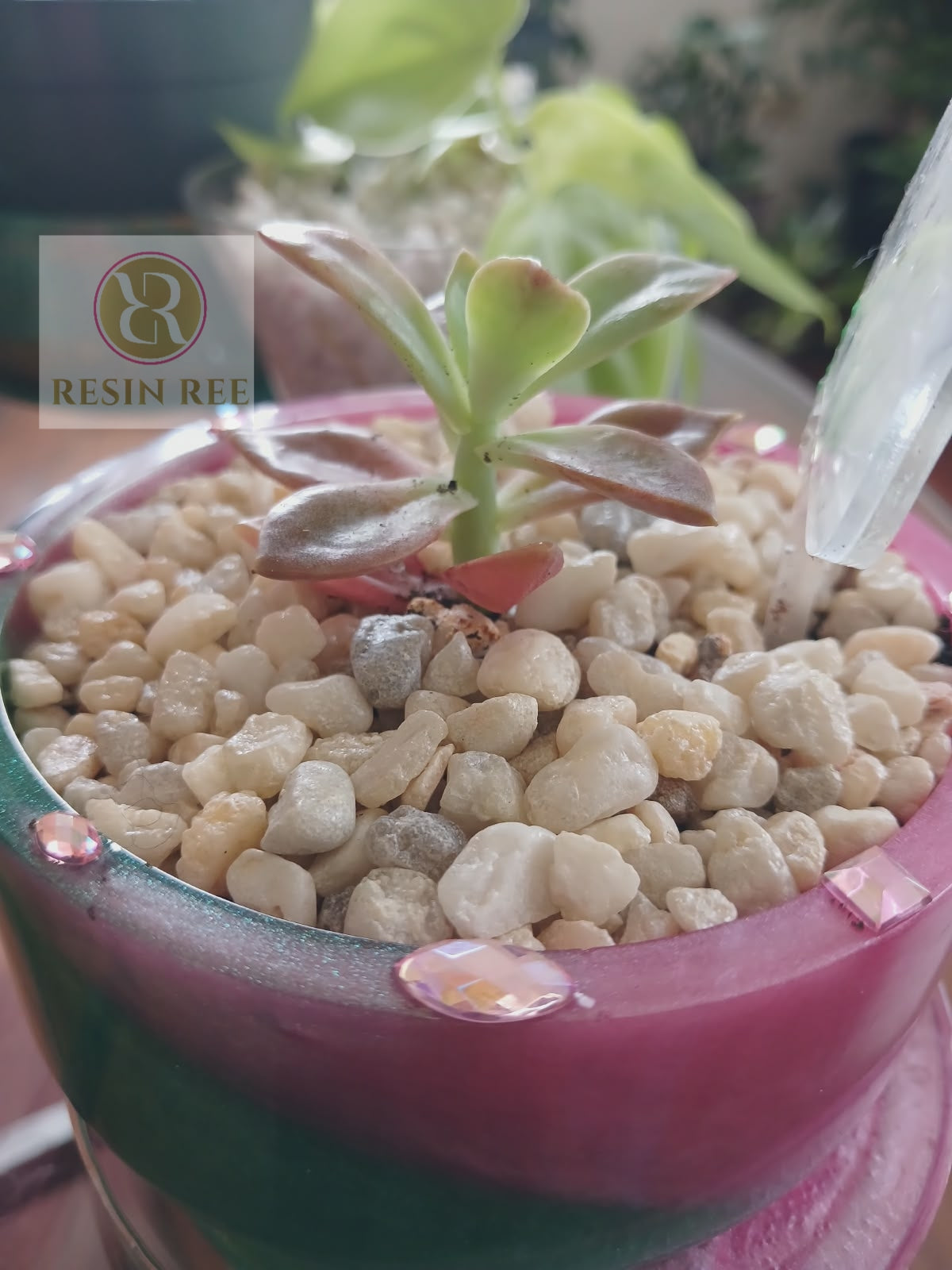 Emerald Blush Luxe Planter Pot with Matching Tray