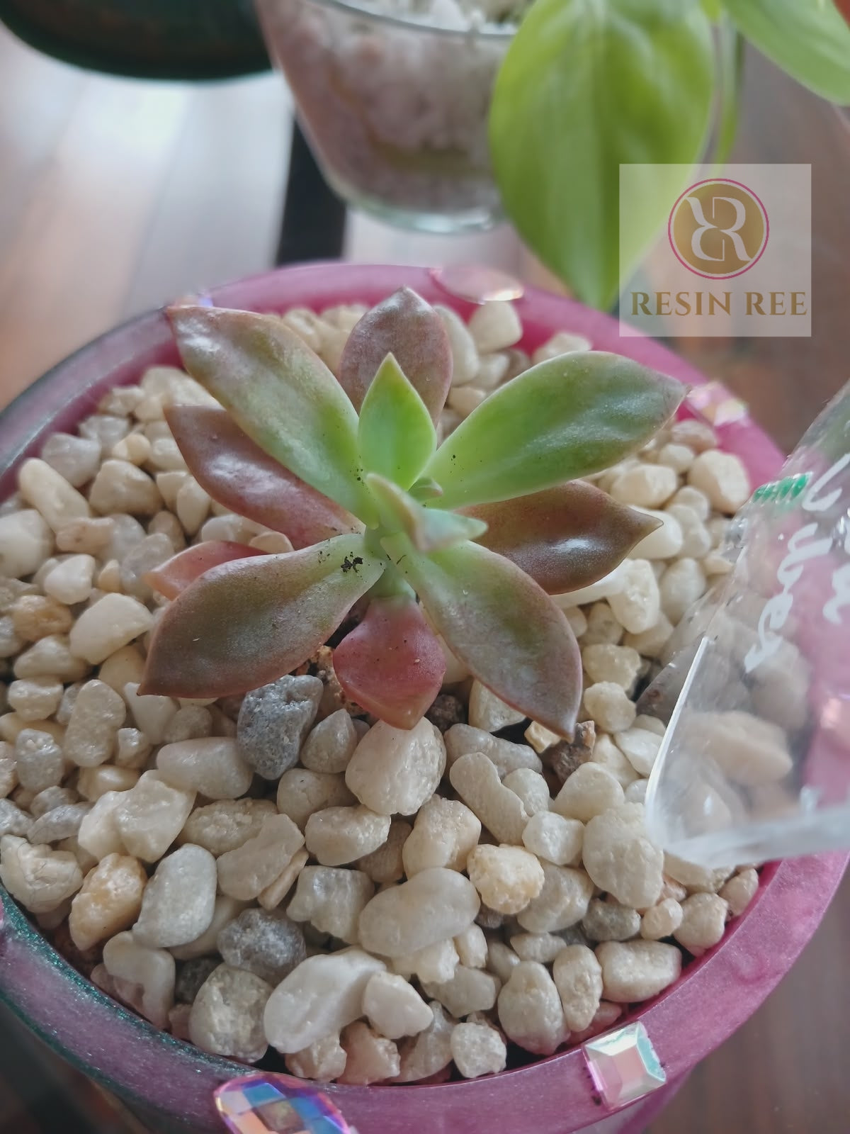 Emerald Blush Luxe Planter Pot with Matching Tray